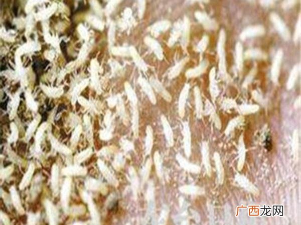 一亩养殖金蝉多少斤 养殖金蝉好吃吗