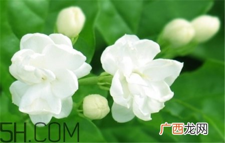 精油按摩的好处 精油的功效与用法