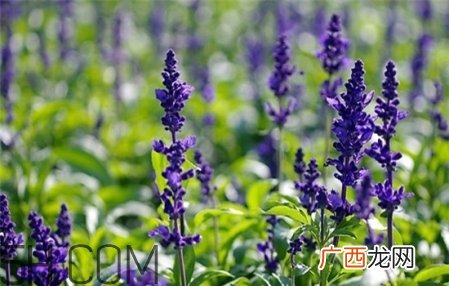 精油按摩的好处 精油的功效与用法