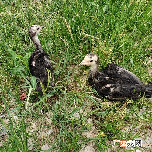 火鸡自然繁殖的方法 怎样养殖火鸡