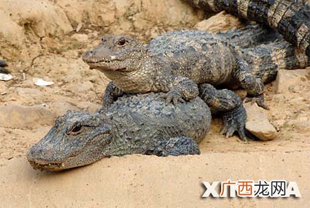 鳄鱼有天敌么 怎样养殖尼罗鳄鱼