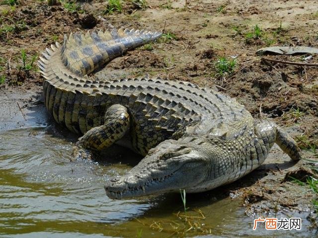 鳄鱼有天敌么 怎样养殖尼罗鳄鱼