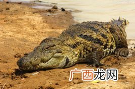 鳄鱼有天敌么 怎样养殖尼罗鳄鱼