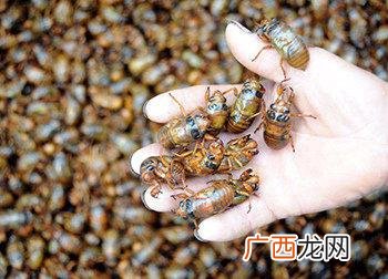 知了怎么繁殖的可以养殖吗 知了的养殖方法视频大全
