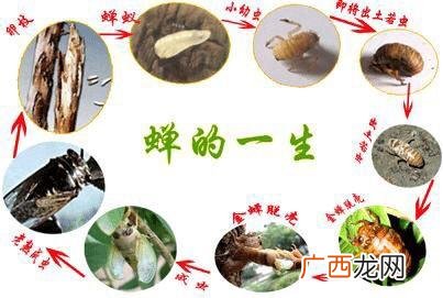 知了怎么繁殖的可以养殖吗 知了的养殖方法视频大全
