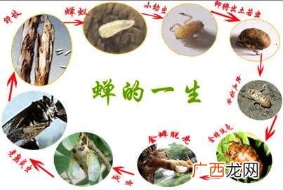知了的生长周期有多长 知了的养殖周期视频