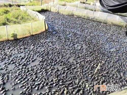 大棚养牛蛙技术视频 浙江牛蛙养殖视频