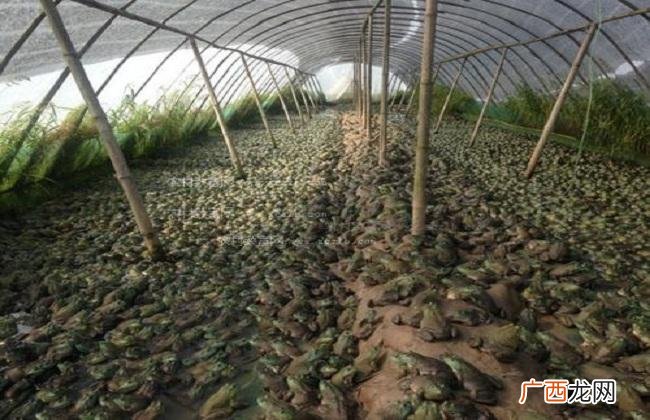 大棚养牛蛙技术视频 浙江牛蛙养殖视频