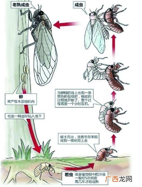 给我发个养殖金蝉的视频 知了的养殖方法视频