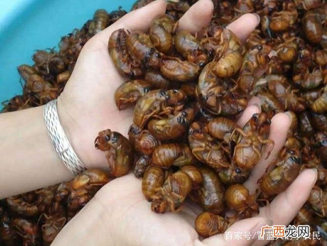 给我发个养殖金蝉的视频 知了的养殖方法视频