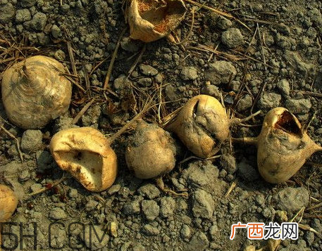 白地瓜什么时候种植白地瓜怎么种植