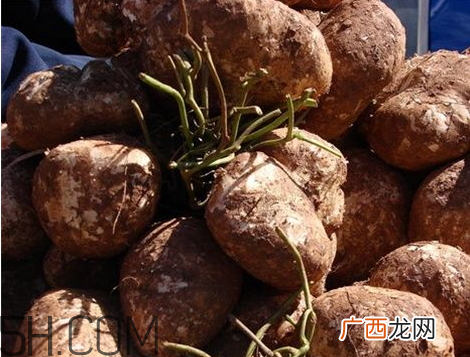 土瓜不能和什么一起吃土瓜和什么相克
