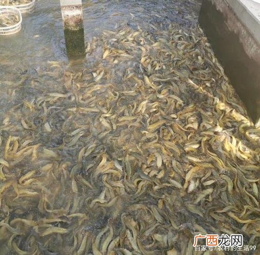 本地塘鲺鱼苗养殖技术视频 养殖塘角鱼