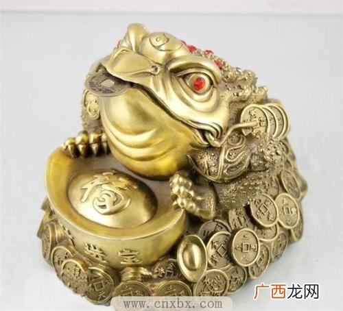 重庆蟾蜍养殖场 养殖网金蟾