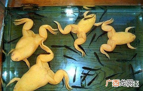 重庆蟾蜍养殖场 养殖网金蟾