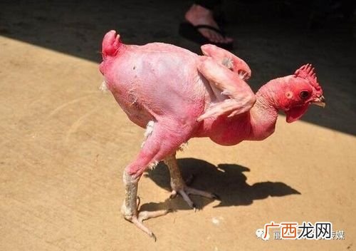 放养鸡为什么发展不起来 养殖业毛鸡转光鸡
