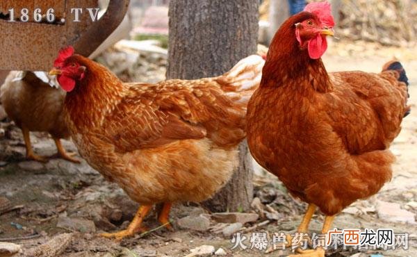 放养鸡为什么发展不起来 养殖业毛鸡转光鸡