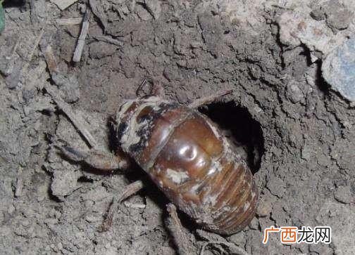 生长期长好还是短好 养殖知了猴的生长期