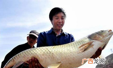 鱼的繁殖能力有多强 养殖最大的鱼