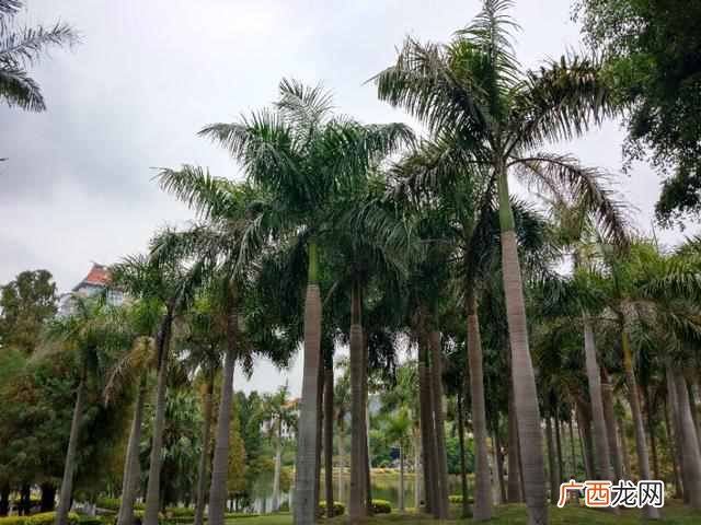 厦门大学怎么样？全国最美大大学，打开窗户就