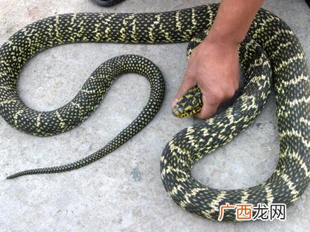 王锦蛇养殖前景 野生王锦蛇养殖