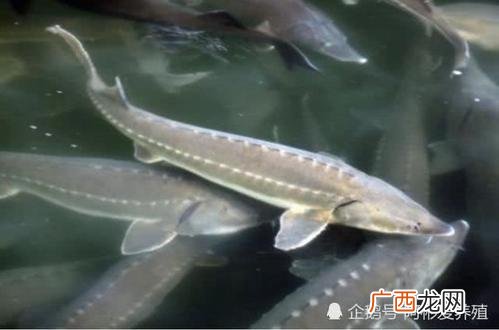 中华鲟人工养殖哪里地区最多 中国哪里养殖中华鲟
