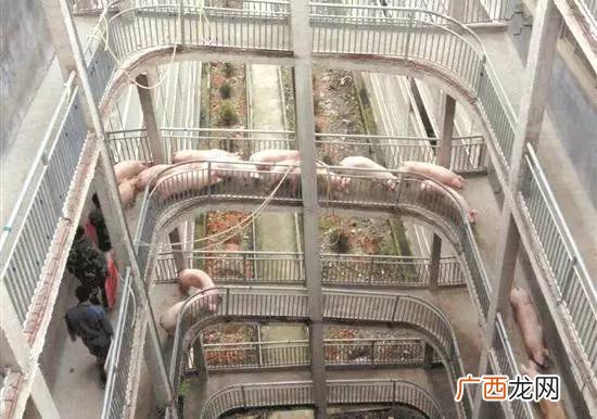 中国养殖信息网手机版 中国养殖新闻网