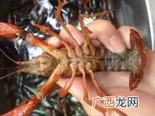 小龙虾怎么吃?麻辣小龙虾吃完一碗还想吃,太好