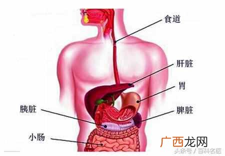 脾虚怎么调理？脾虚的症状，食物调理方法最佳