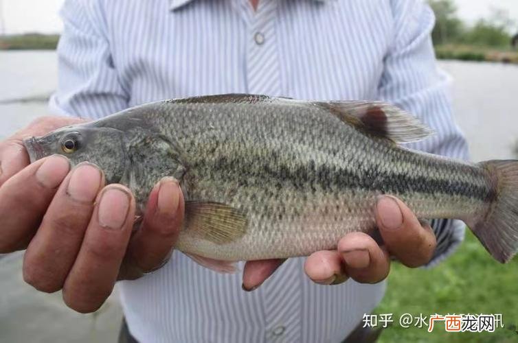 珠海哪里最多鲈鱼钓 珠海大海鲈高产养殖