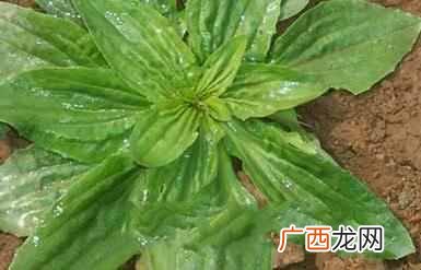 头发稀少怎么办？民间偏方给你解决掉发困扰，
