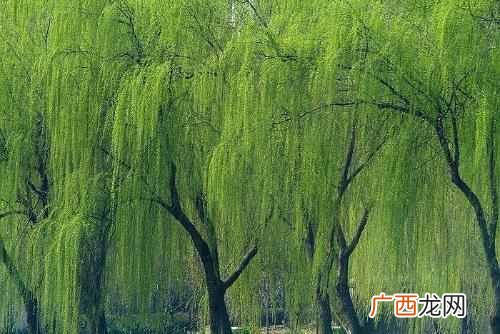 头发稀少怎么办？民间偏方给你解决掉发困扰，