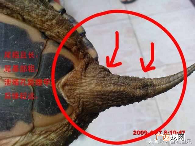 其实秘密在这里 幼年家养乌龟怎么分公母
