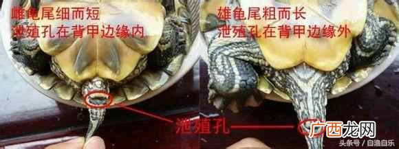 其实秘密在这里 幼年家养乌龟怎么分公母