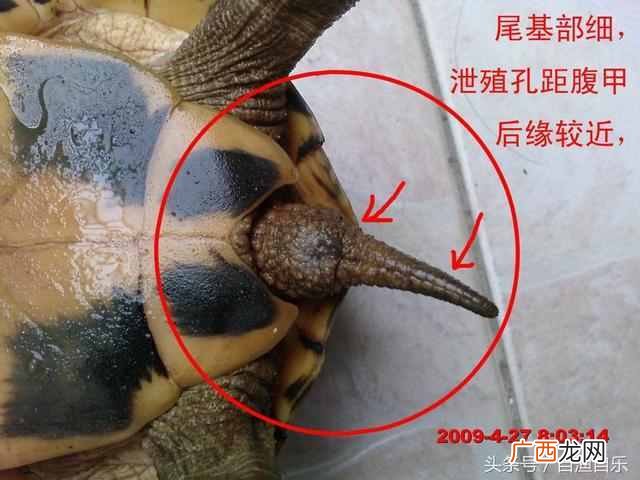 其实秘密在这里 幼年家养乌龟怎么分公母