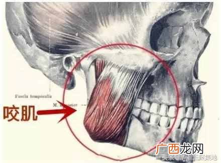 怎么瘦咬肌,咬肌是哪里!