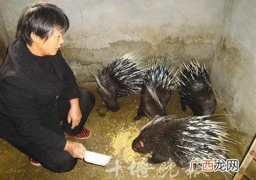豪猪刺粉怎么治疗痔疮 刺猪的养殖