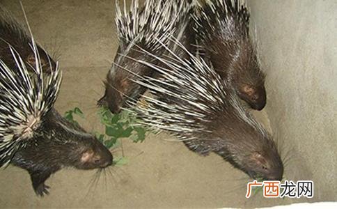 豪猪刺粉怎么治疗痔疮 刺猪的养殖