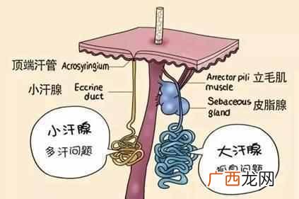 教你一招去除腋下异味 腋下有异味怎么办