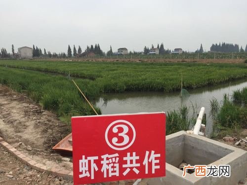 小龙虾怎样养殖 稻田养殖小龙虾合作社