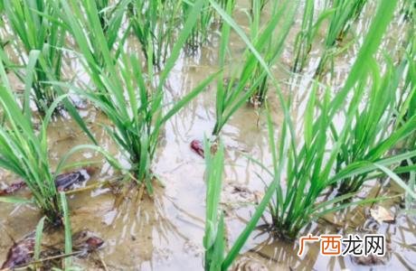 养殖小龙虾 稻田养殖小龙虾技术视频