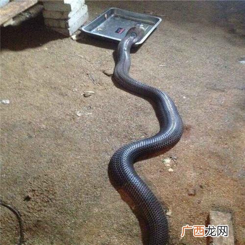 大型养蛇场用什么喂蛇 冬季蛇箱养殖