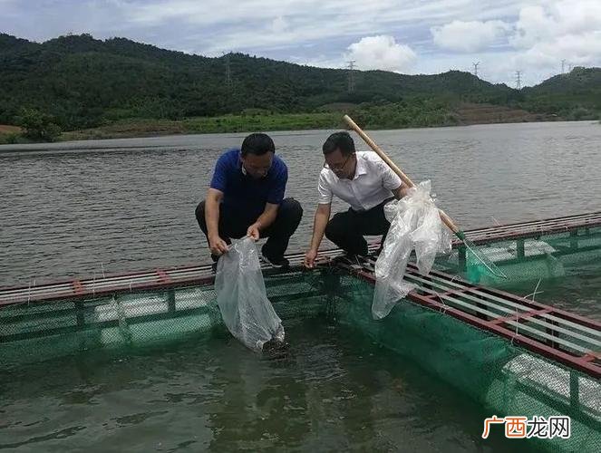 鲈鱼的人工养殖方法 斗门养殖鲈鱼