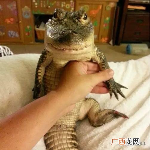 养殖鳄鱼需要什么手续 鳄鱼养殖注意什么
