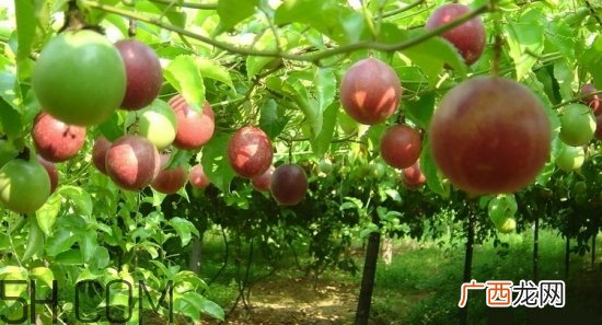 百香果放冰箱能放几天？怎么判断百香果坏没坏？