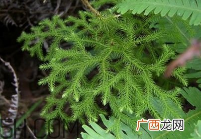 什么是伸筋草？伸筋草的功效与作用是什么？