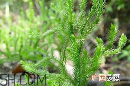 什么是伸筋草？伸筋草的功效与作用是什么？