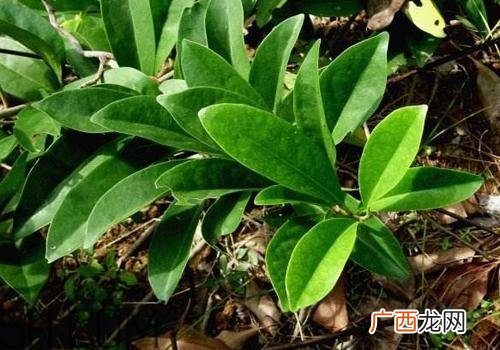 什么是丁公藤？丁公藤的功效与作用是什么？