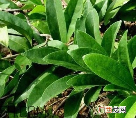什么是丁公藤？丁公藤的功效与作用是什么？