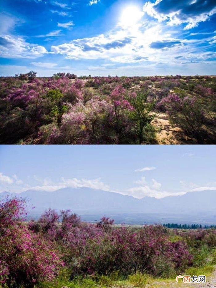 金钟大粉丝，EXO粉丝两年前种植金钟大爱心林